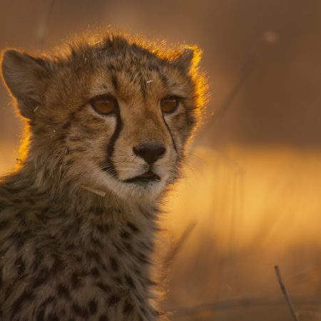 France TV Boards BBC & PBS Nature Doc ‘An Hour On Earth’