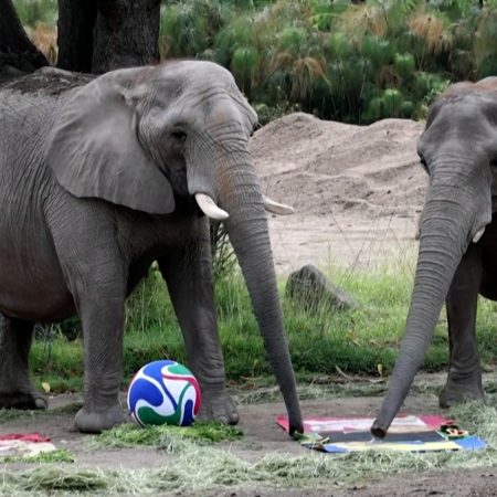 Mexico zoo animals predict World Cup winners