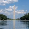 Dead duckling found in Reflecting Pool