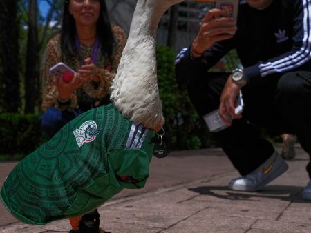 Merlin, the Duck in a Mexico World Cup Team Jersey, Finds Unexpected Fame