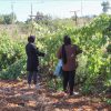 Paradise lost: How Israel is making war on West Bank farmers